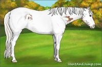 Horse Color:White Spotted Silver Bay Tobiano Appaloosa Rabicano 