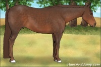 Horse Color:Liver Chestnut 