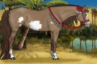 Horse Color:Liver Red Dun Frame 