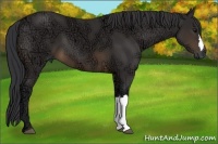 Horse Color:Buckskin Ice 