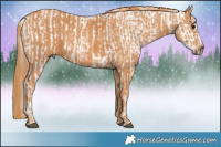 Horse Color:Brown Appaloosa Brindle