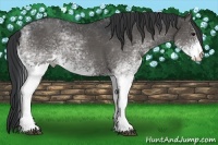Horse Color:White Spotted Black 