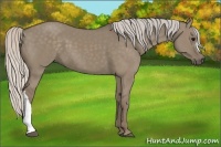 Horse Color:Silver Grullo