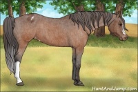 Horse Color:Brown Appaloosa  Brindle