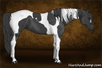 Horse Color:Smoky Black Tobiano 