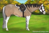 Horse Color:Sable Champagne Splash 