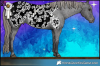 Horse Color:Smoky Black Appaloosa 
