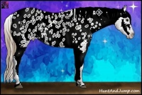 Horse Color:Smoky Black Appaloosa