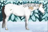 Horse Color:Amber Champagne Ice Splash Tobiano Rabicano 
