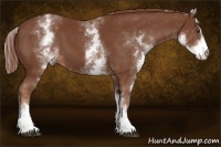 Horse Color:White Spotted Chestnut Sabino 