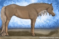 Horse Color:Chocolate Palomino 