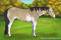 Horse Color:White Spotted Brown Dun 