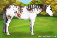 Horse Color:White Spotted Bay Sabino Splash