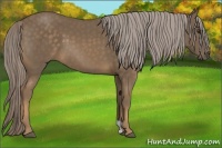 Horse Color:Chocolate Palomino 