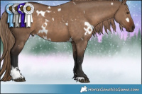 Horse Color:White Spotted Liver Red Dun Sabino Rabicano