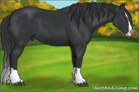 Horse Color:Black Splash