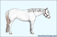 Horse Color:White Spotted Liver Red Roan Splash 