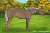 Horse Color:Chocolate Palomino 