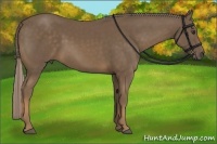 Horse Color:Chocolate Palomino 