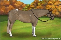 Horse Color:Chocolate Palomino Tobiano 