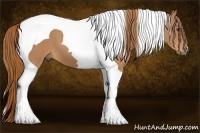 Horse Color:Chestnut Tobiano