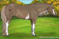 Horse Color:White Spotted Chocolate Palomino 