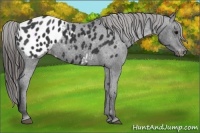 Horse Color:Black Appaloosa