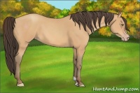 Horse Color:Amber Champagne