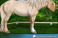 Horse Color:Palomino Roan Rabicano 
