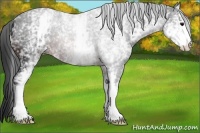 Horse Color:White Spotted Brown 