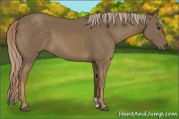 Horse Color:Chocolate Palomino 