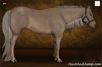 Horse Color:Chocolate Palomino 