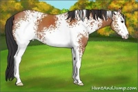 Horse Color:White Spotted Bay 