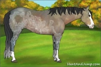 Horse Color:Bay Ice Sabino Splash Rabicano