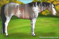 Horse Color:White Spotted Brown Ice Splash