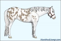 Horse Color:Silver Smoky Grullo Sabino Appaloosa 