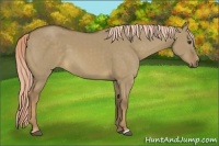 Horse Color:Chocolate Palomino Dun 