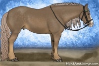 Horse Color:Chocolate Palomino Splash 