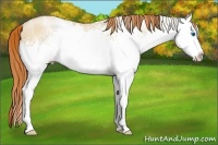 Horse Color:White Spotted Amber Champagne Ice Pearl Splash 