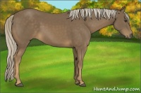 Horse Color:Chocolate Palomino 