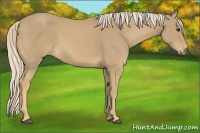 Horse Color:Palomino