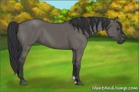 Horse Color:Grullo 