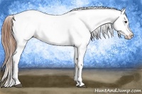 Horse Color:White Spotted Black Splash Tobiano Frame Appaloosa