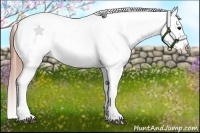 Horse Color:White Spotted Black Splash Tobiano Frame Appaloosa