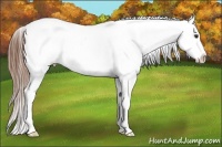 Horse Color:White Spotted Red Dun Splash Tobiano Appaloosa 