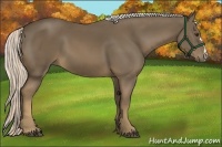 Horse Color:Chocolate Palomino 