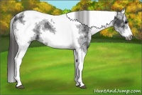 Horse Color:White Spotted Black Splash Tobiano Frame Appaloosa