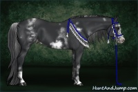 Horse Color:White Spotted Black Splash Frame Appaloosa 