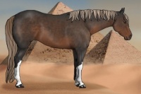 Horse Color:Liver Chestnut 