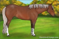 Horse Color:Silver Bay Roan 